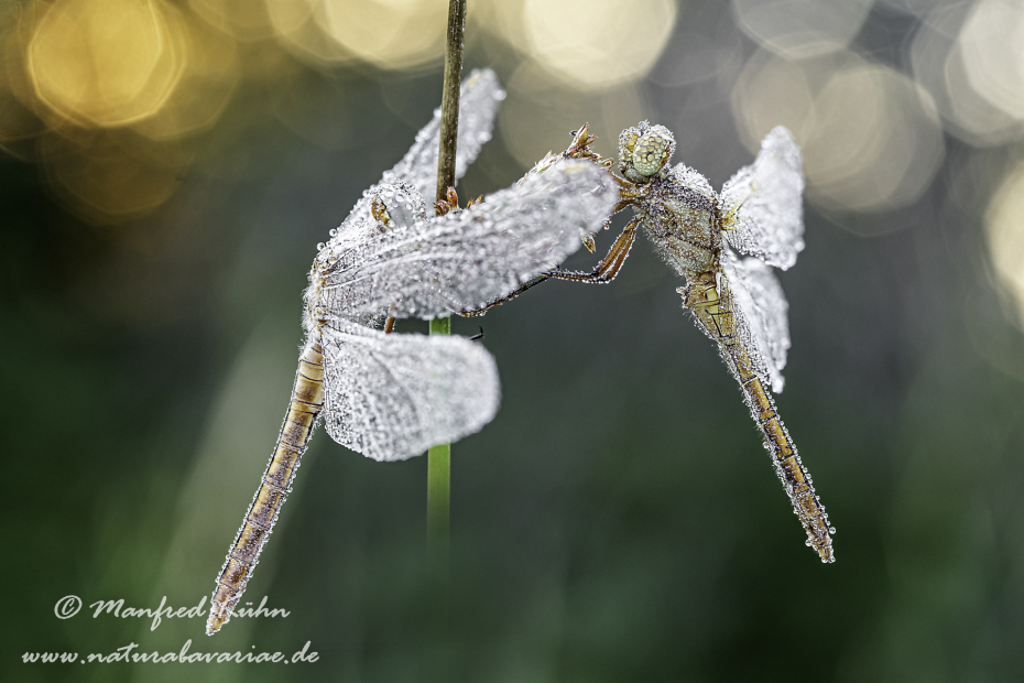 Blaupfeil (Kleiner)_0086