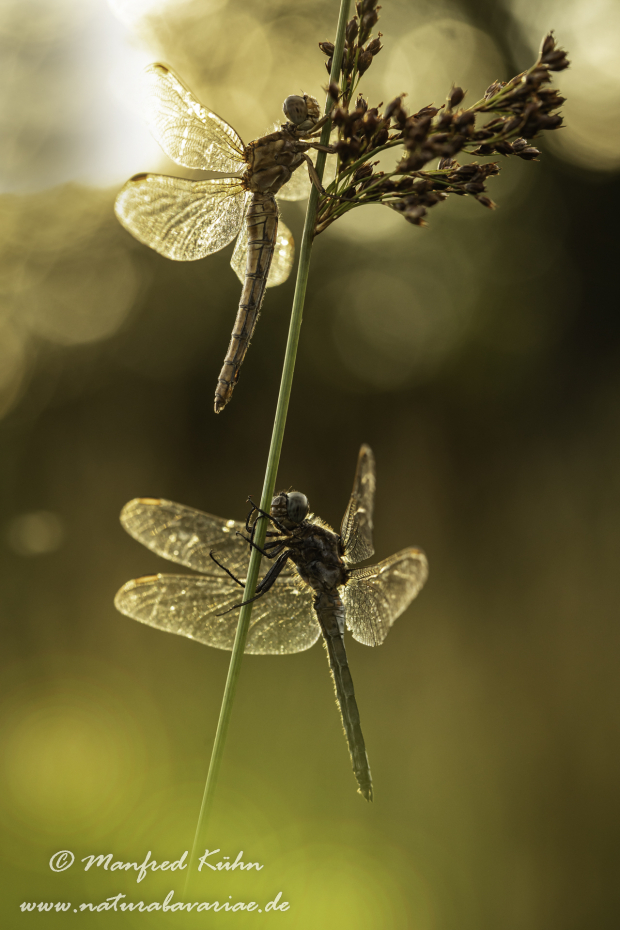 Blaupfeil (Kleiner)_0093