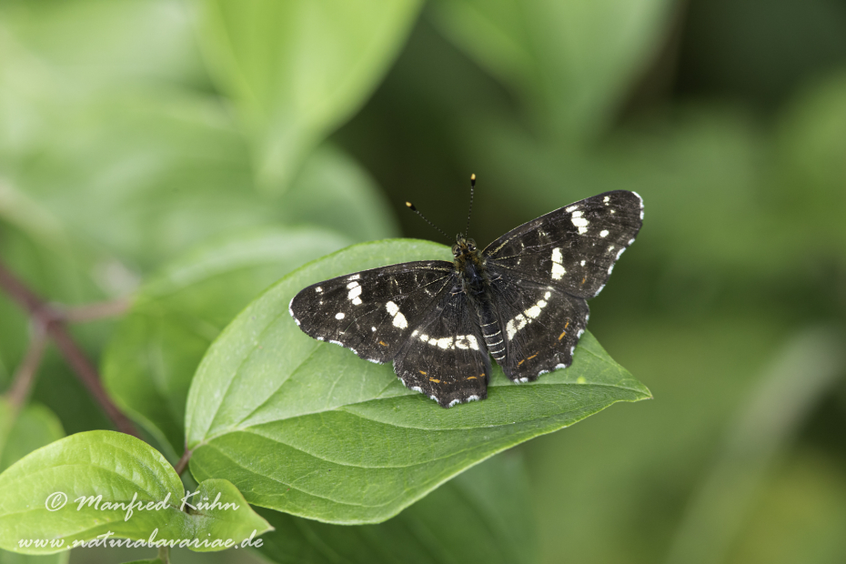 Landkärtchen (Sommer)_0104