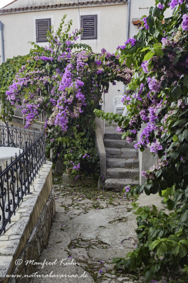 Cres (Kroatien)_0196