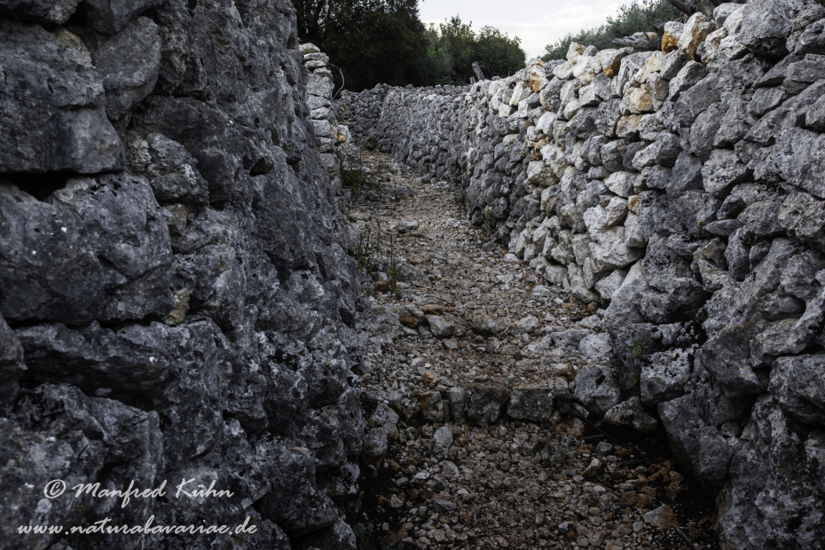Cres (Kroatien)_0280