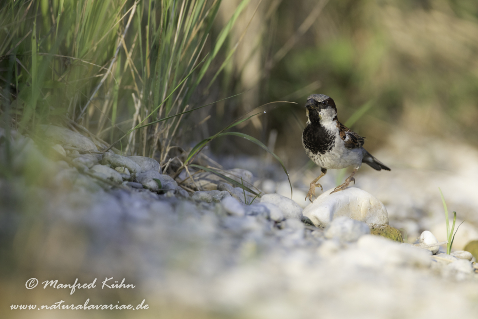 Haussperling ()_0061