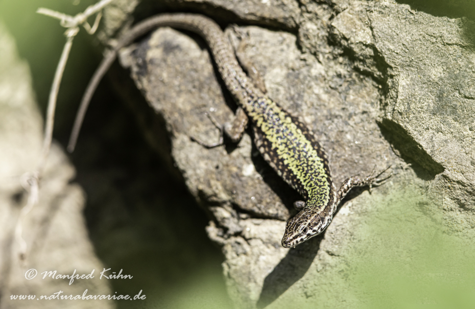 Mauereidechse (Italienische)_0001