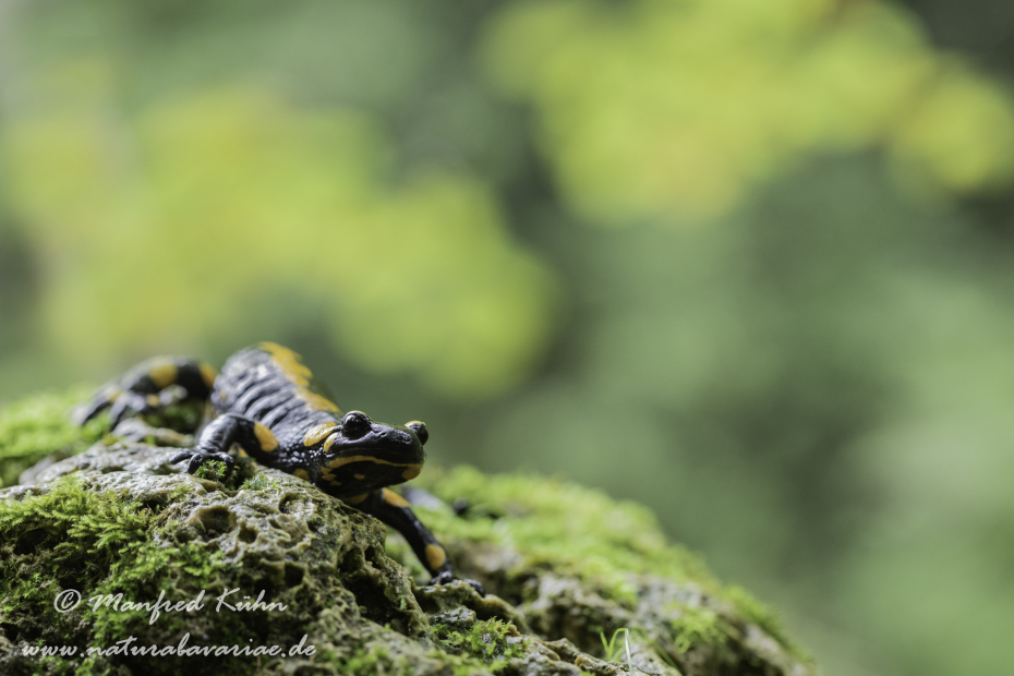 Feuersalamander ()_0111