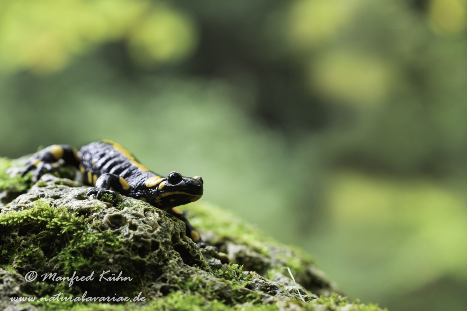 Feuersalamander ()_0113