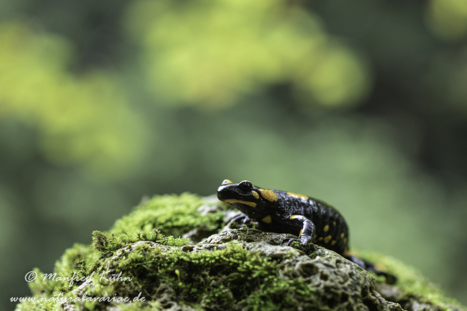Feuersalamander ()_0114