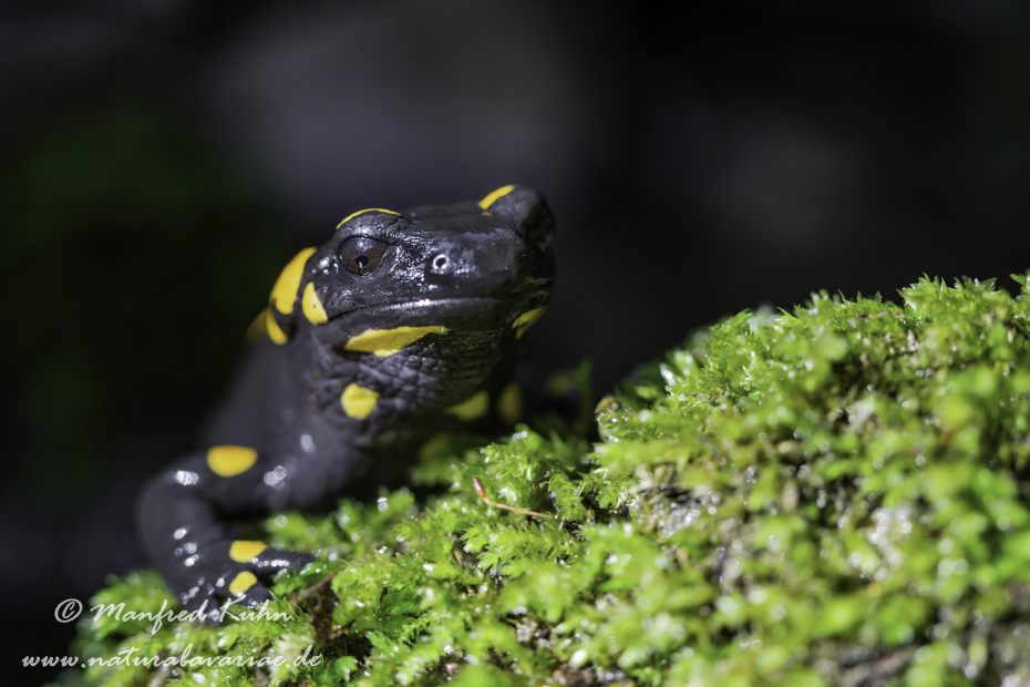 Feuersalamander ()_0002