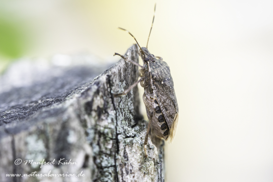 Baumwanze (Marmorierte)_0002
