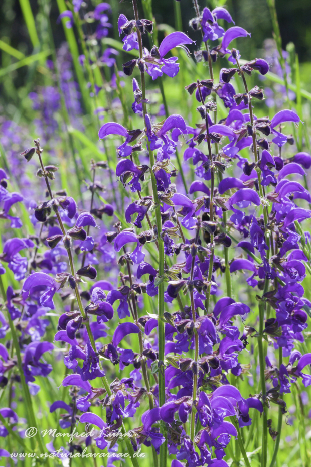 Salbei (Wiesen-)_0006