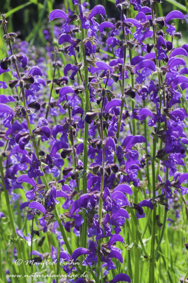 Salbei (Wiesen-)_0008