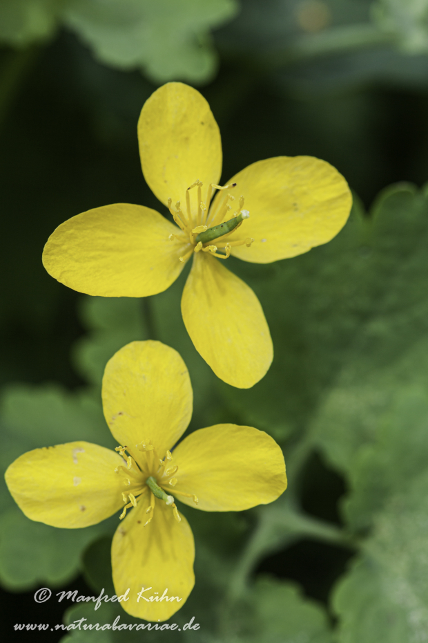 Schöllkraut ()_0004