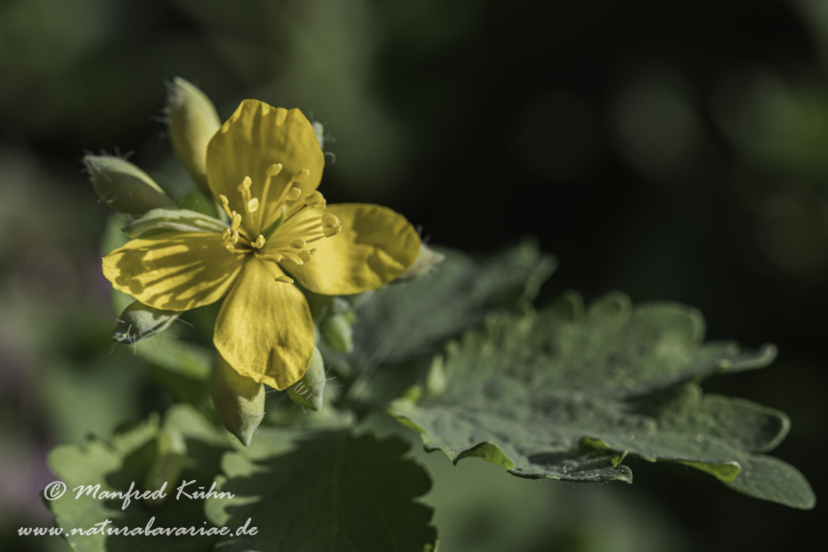 Schöllkraut ()_0012