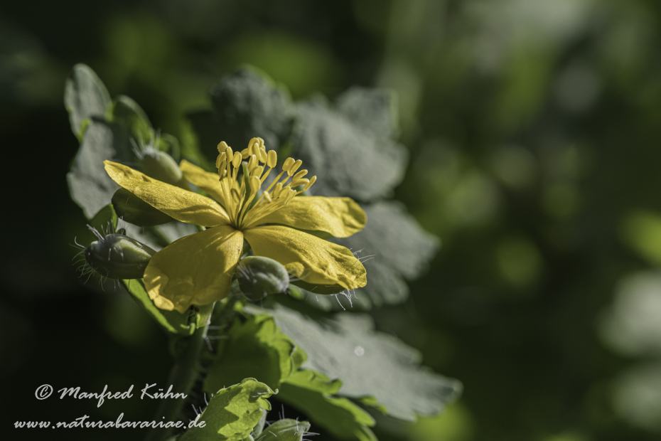 Schöllkraut ()_0013