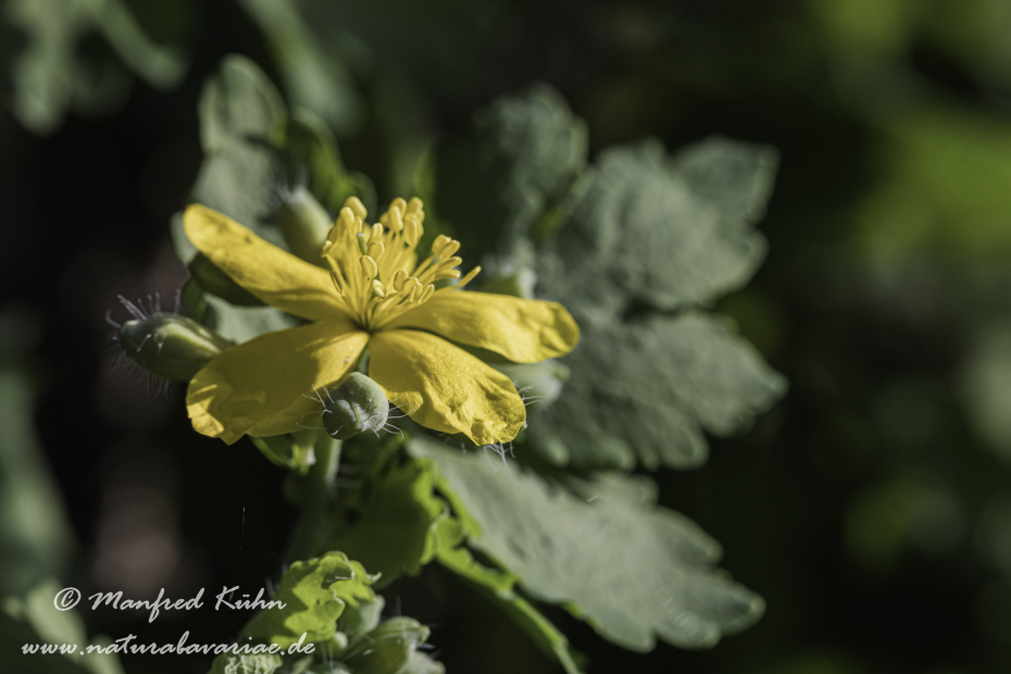 Schöllkraut ()_0015