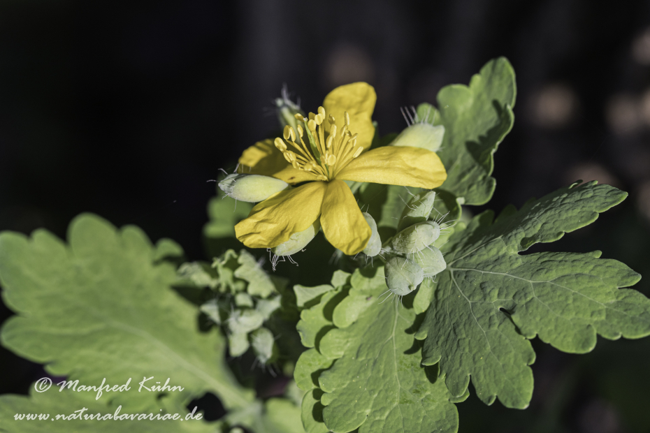 Schöllkraut ()_0018