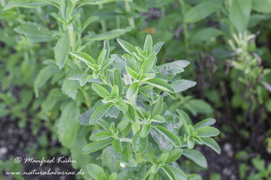 Stevia ()_0001