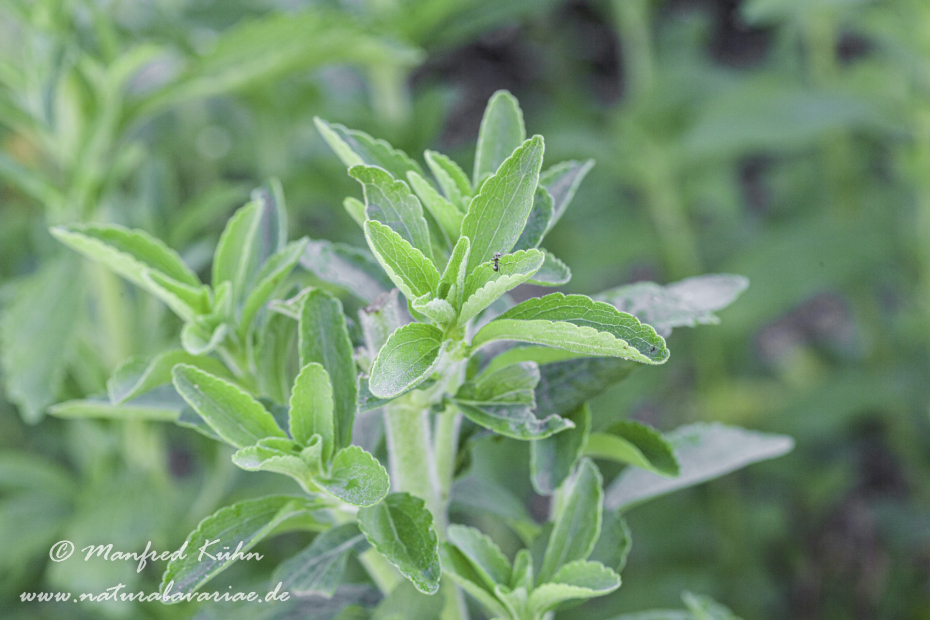 Stevia ()_0004