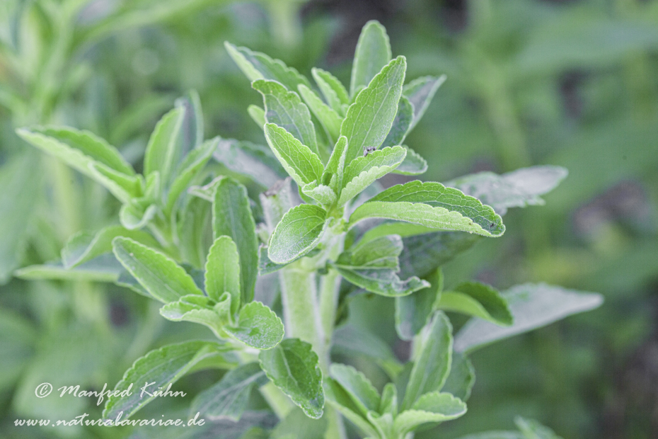 Stevia ()_0005