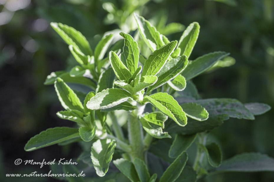 Stevia ()_0007