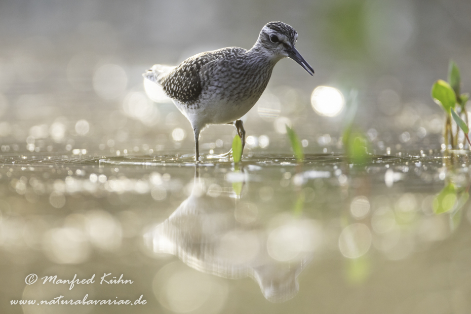 Bruchwasserläufer ()_0115