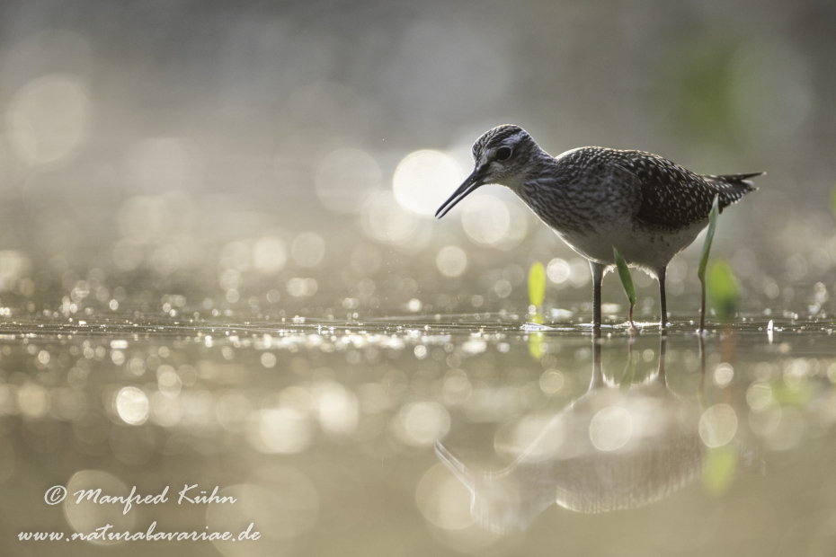Bruchwasserläufer ()_0120