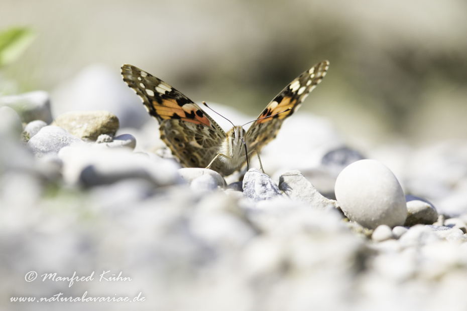 Distelfalter ()_0063