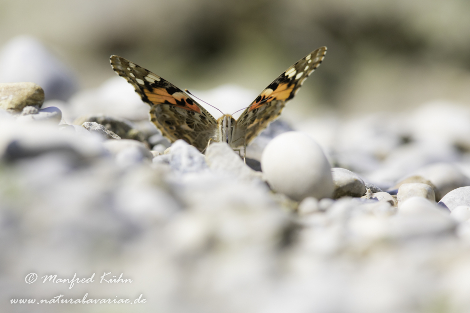 Distelfalter ()_0059
