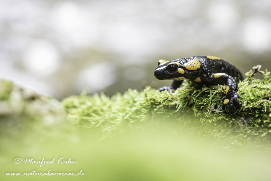 Feuersalamander ()_0139