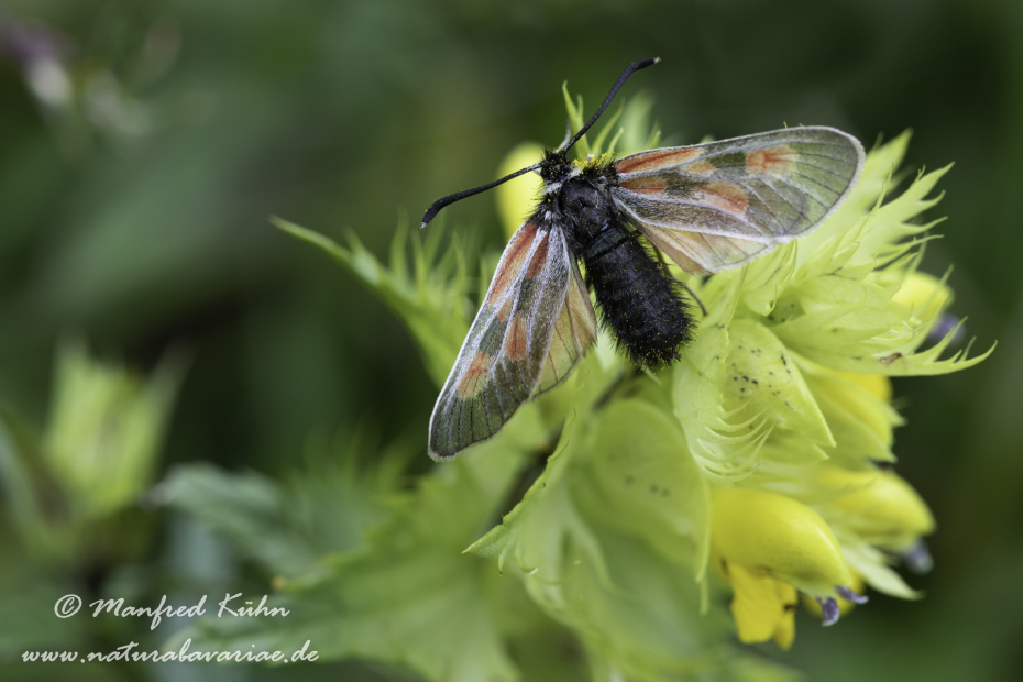 Widderchen (Hochalpen-)_0001