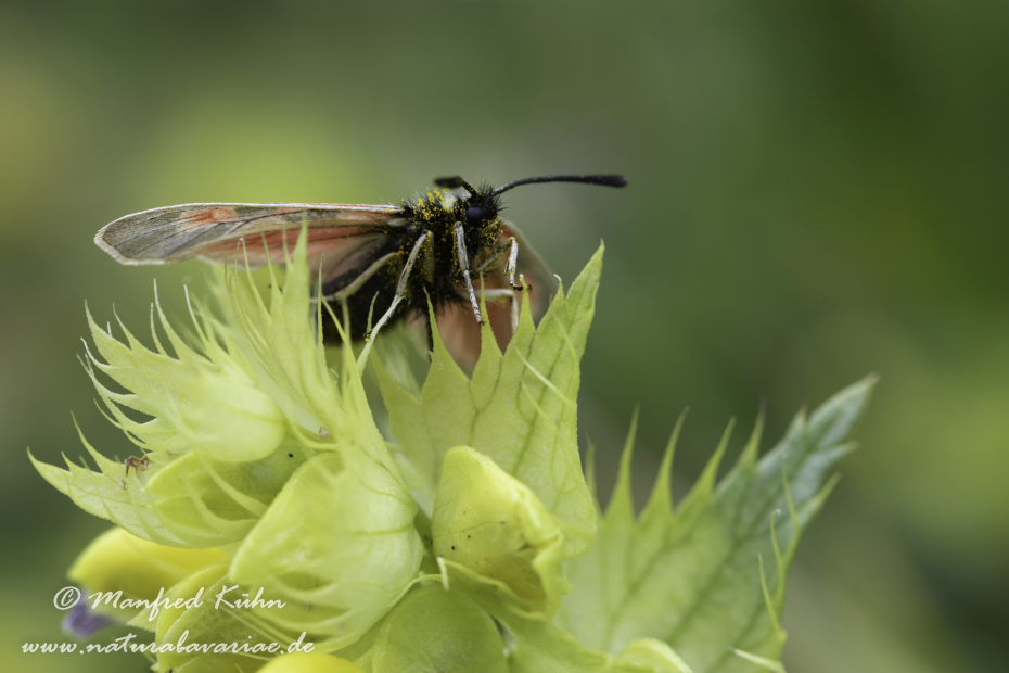 Widderchen (Hochalpen-)_0005