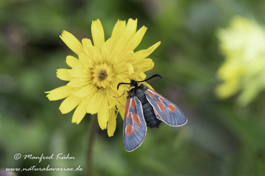 Widderchen (Hochalpen-)_0008