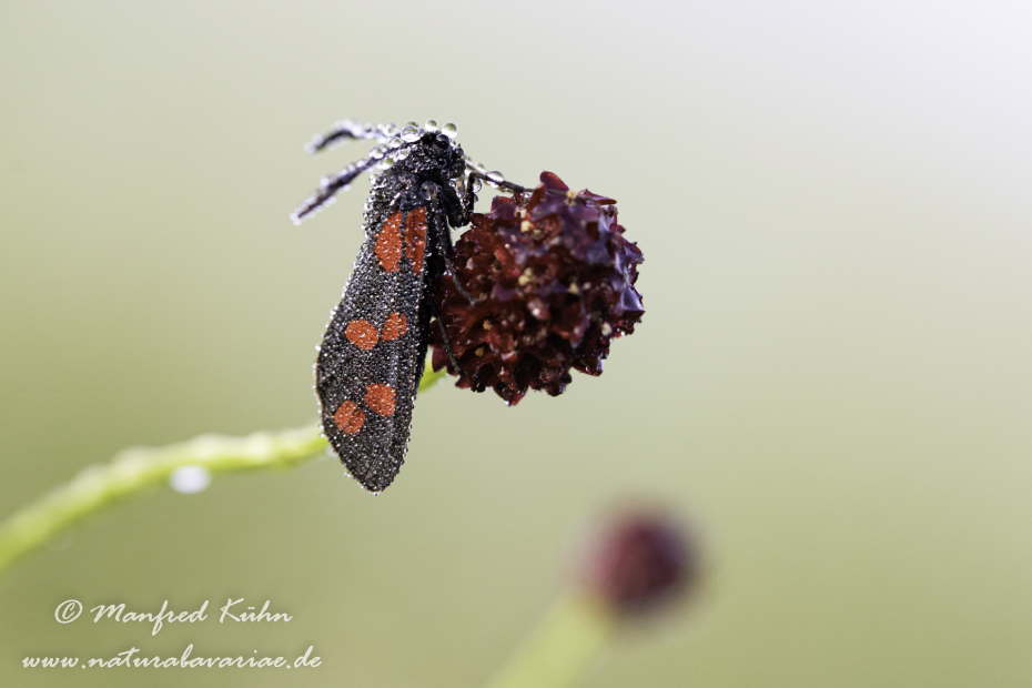 Widderchen (Sechsfleck-)_0002