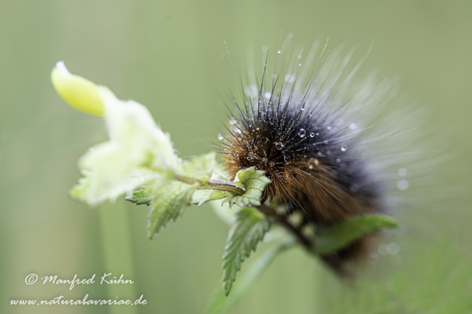 Bär (Brauner)_0001