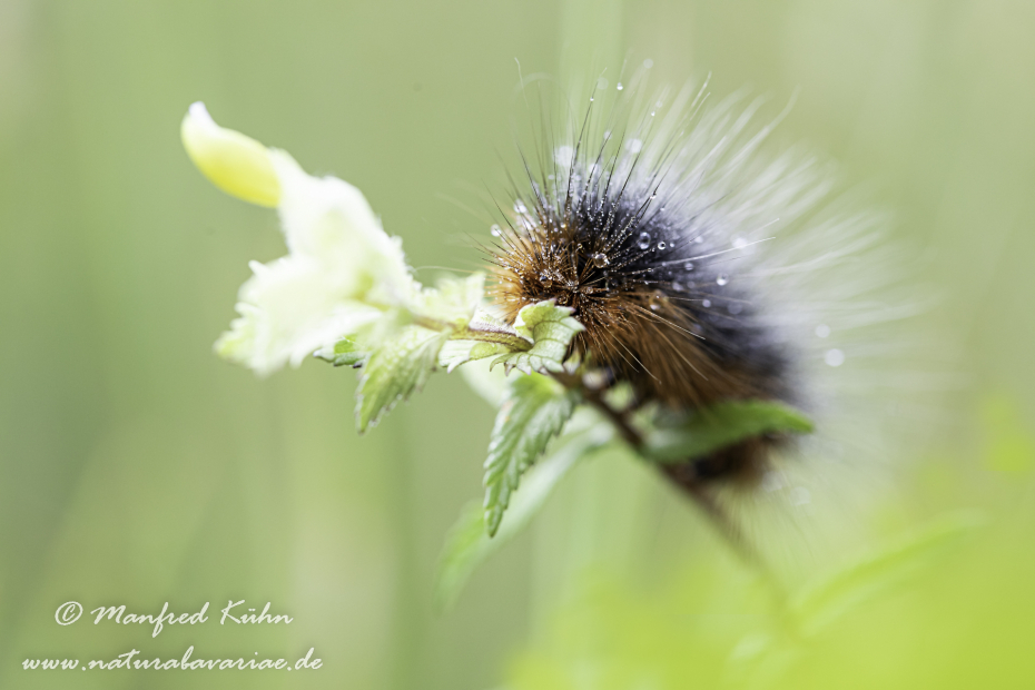 Bär (Brauner)_0010