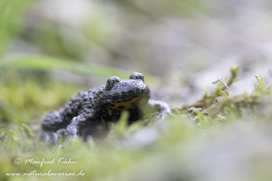 Gelbbauchunke ()_0027