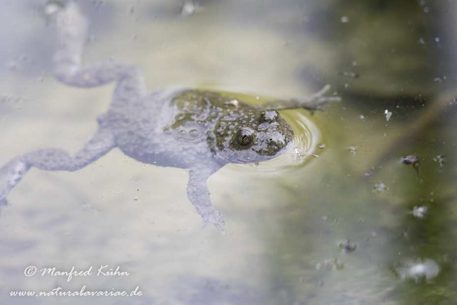 Gelbbauchunke ()_0029