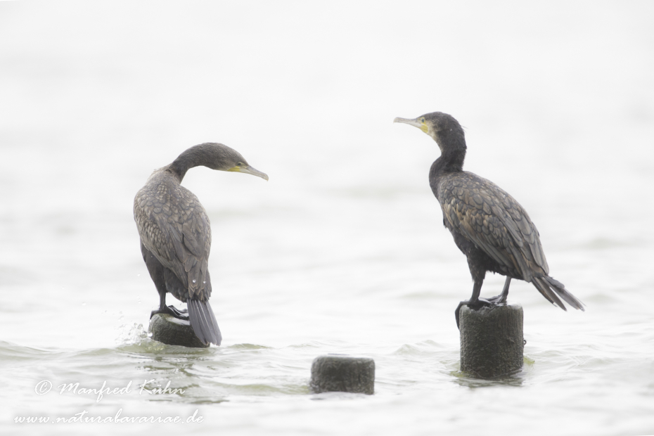 Kormoran ()_0139