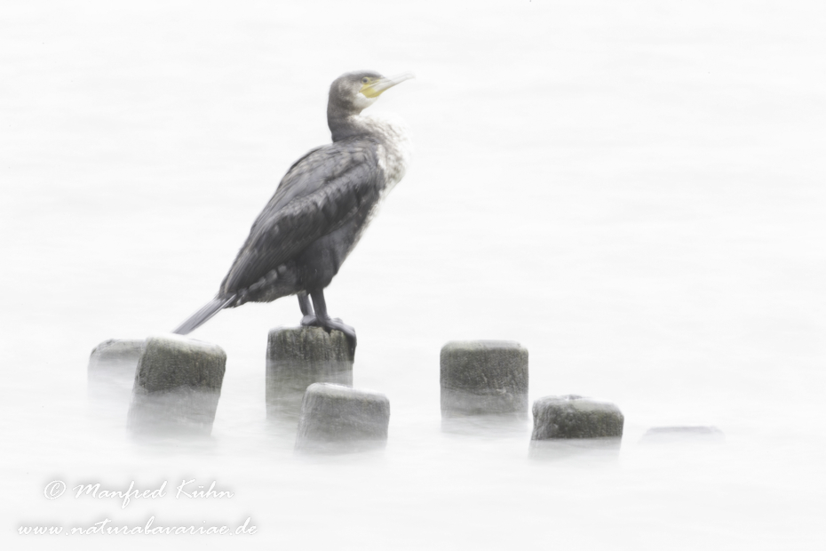 Kormoran ()_0140