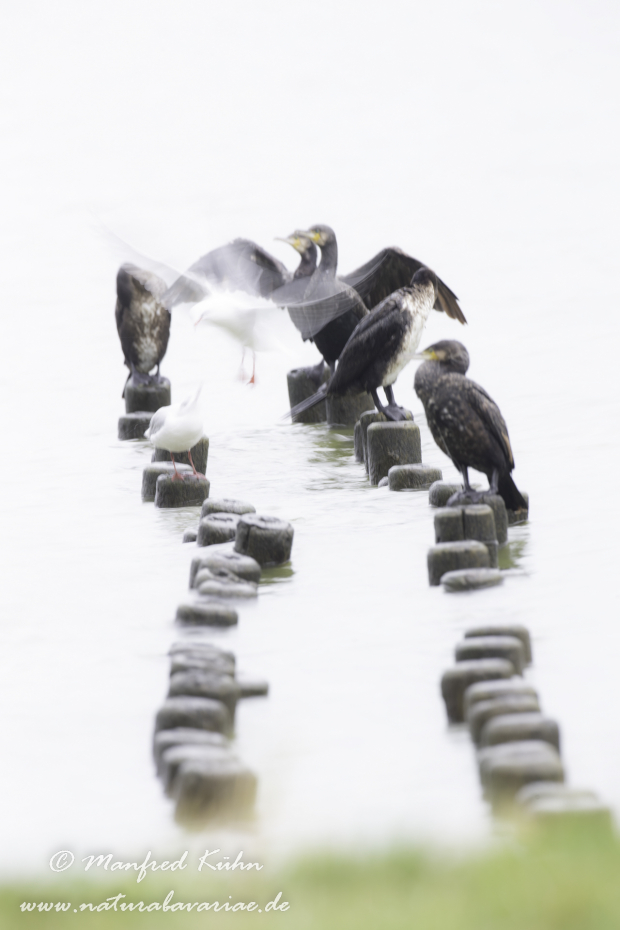 Kormoran ()_0148