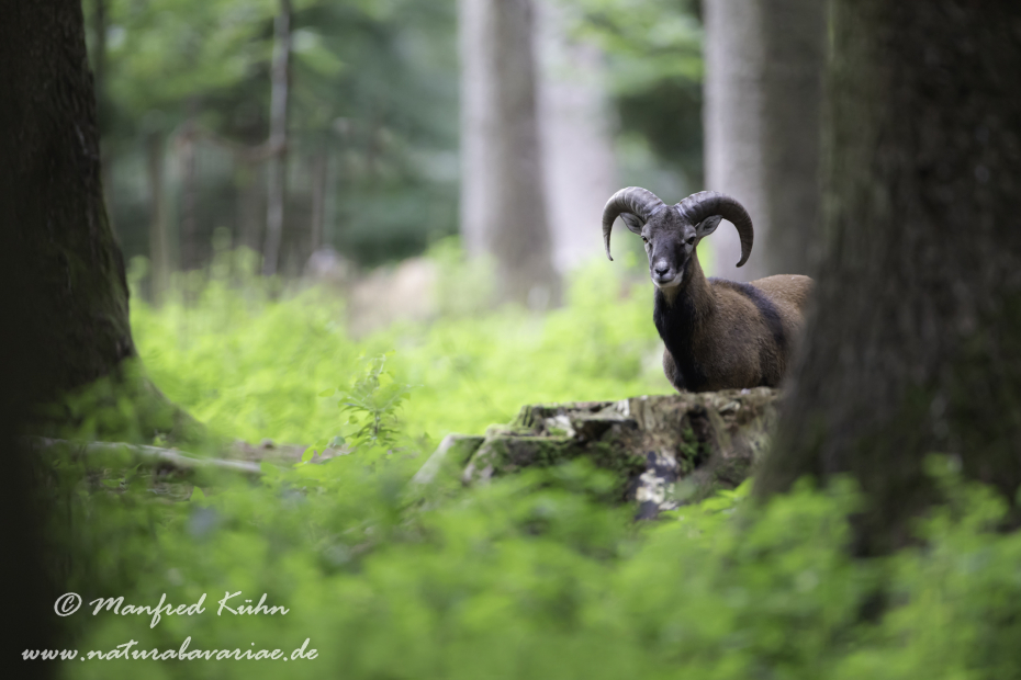 Mufflon ()_0083