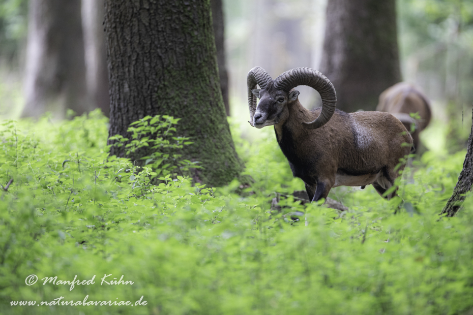 Mufflon ()_0097