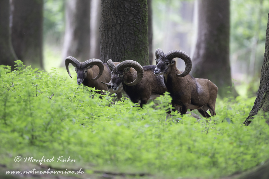 Mufflon ()_0099