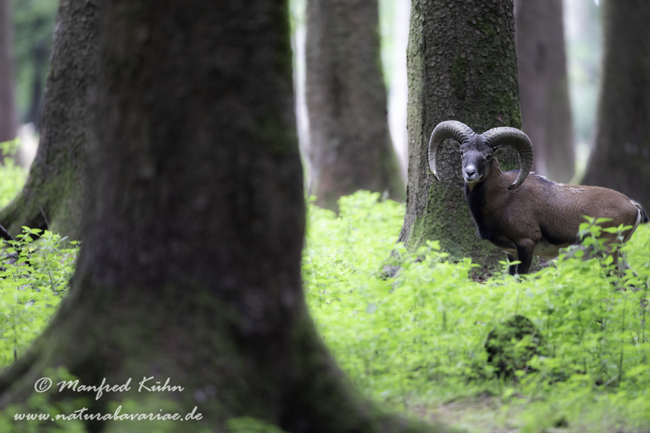 Mufflon ()_0101