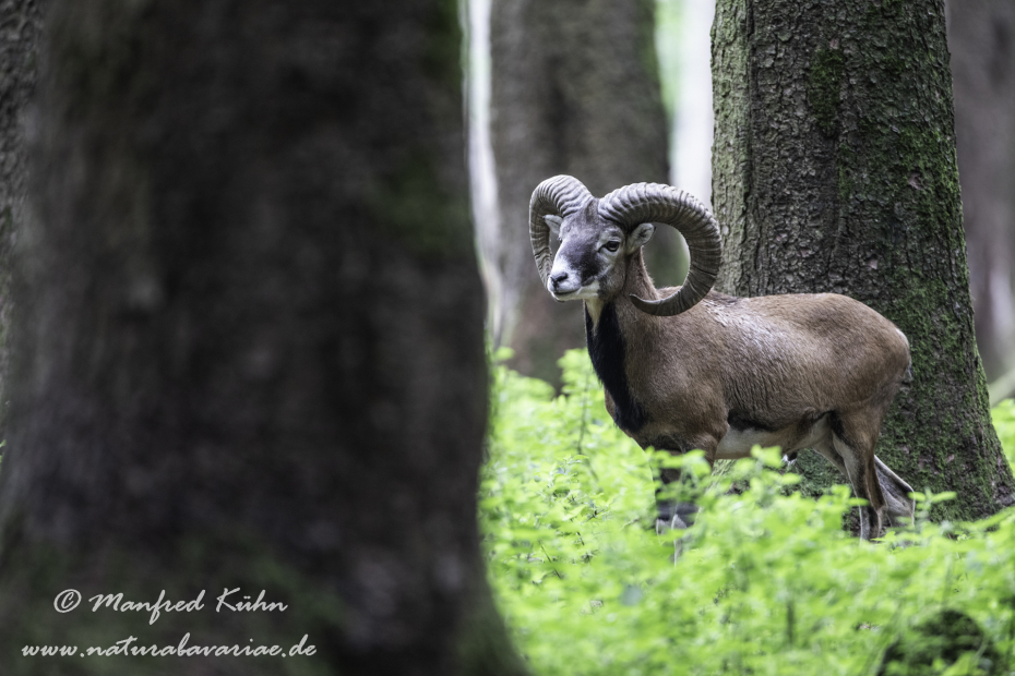Mufflon ()_0102