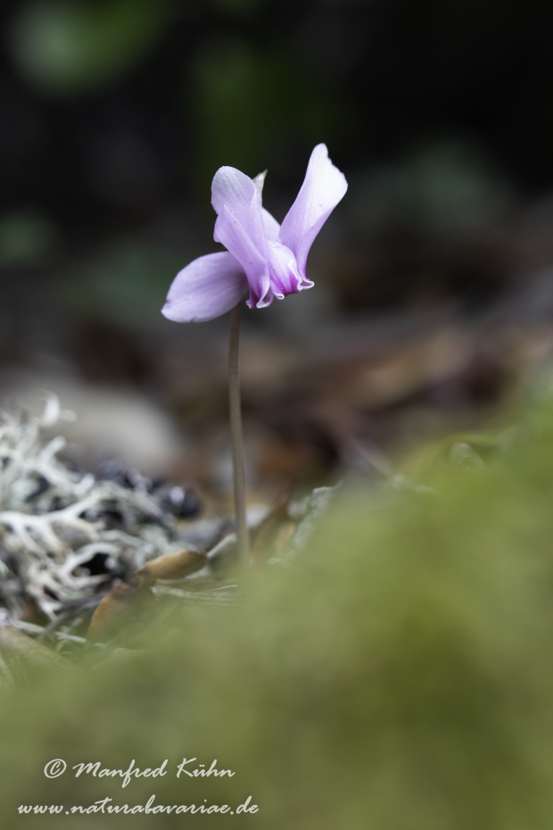Alpenveilchen (Efeublättriges)_0003
