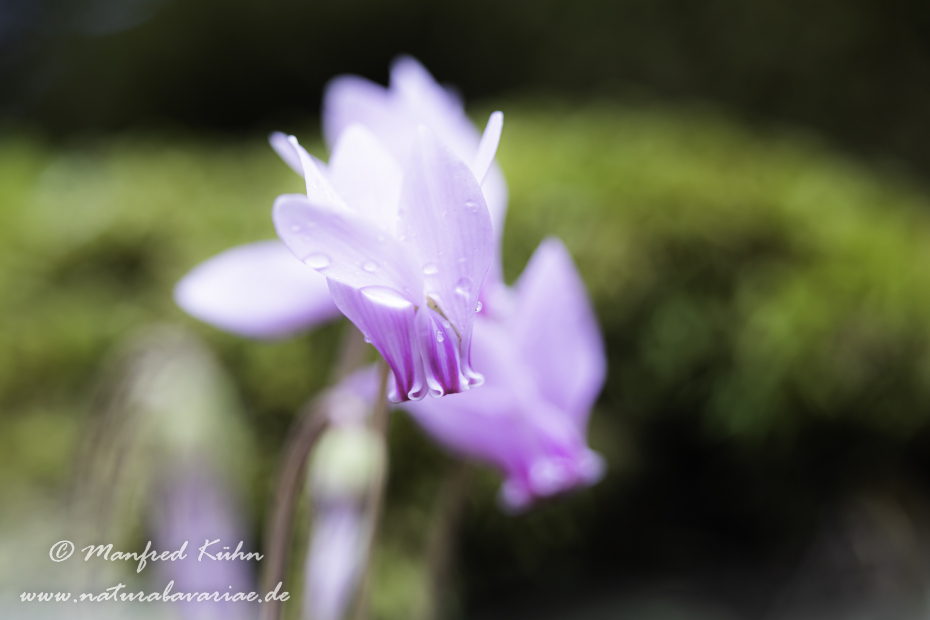 Alpenveilchen (Efeublättriges)_0010