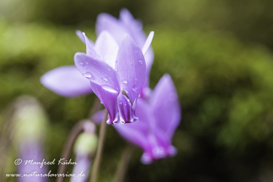 Alpenveilchen (Efeublättriges)_0011