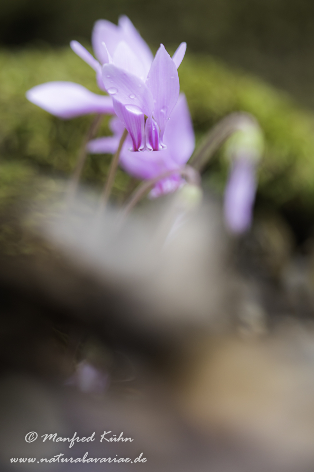 Alpenveilchen (Efeublättriges)_0026
