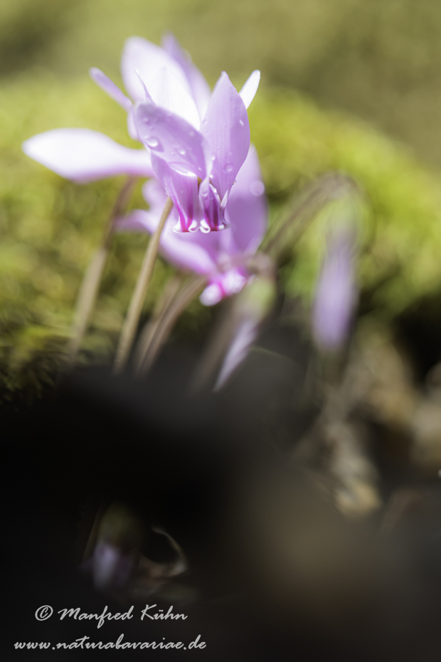 Alpenveilchen (Efeublättriges)_0028
