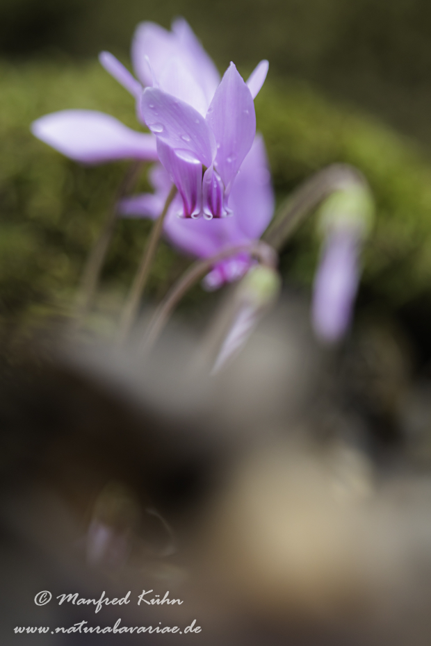 Alpenveilchen (Efeublättriges)_0030